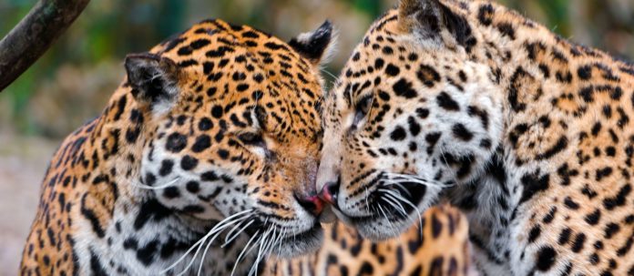 Самец и самка ягуара фото