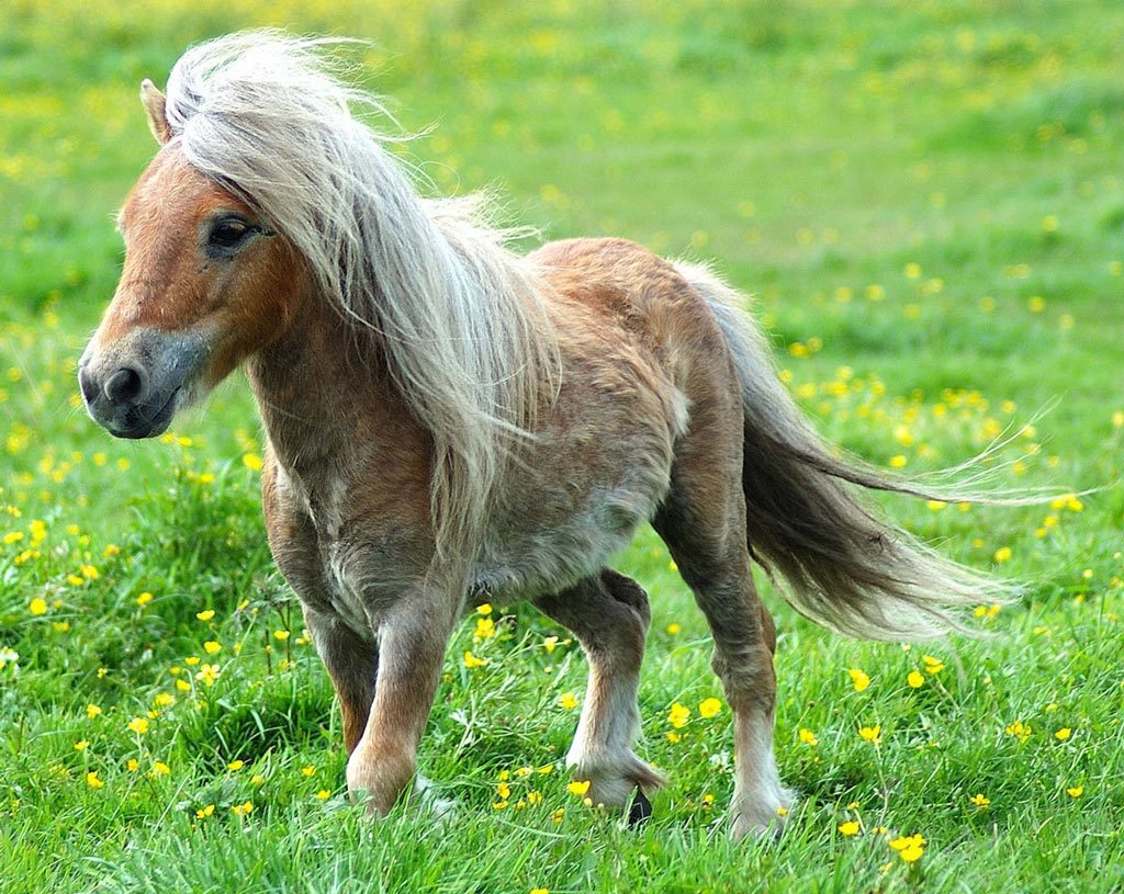 Шетлендский пони фото