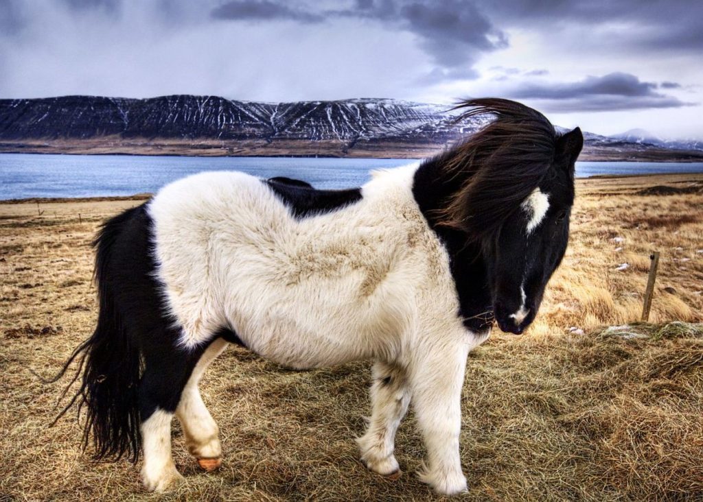 Исландский пони фото