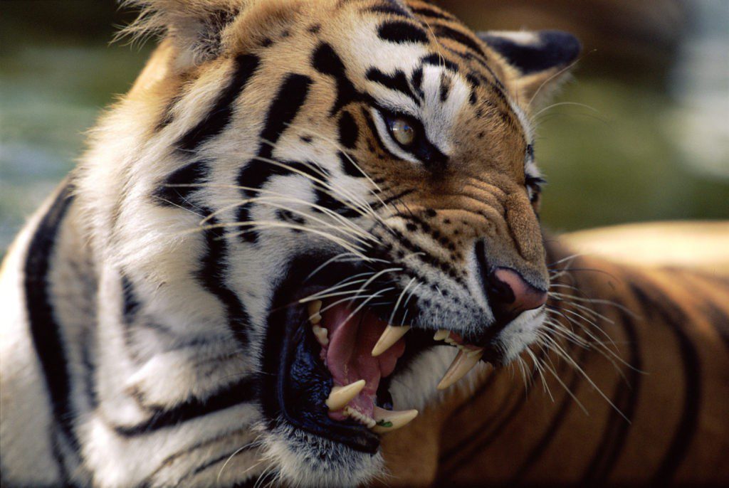 Интересные факты про амурского тигра