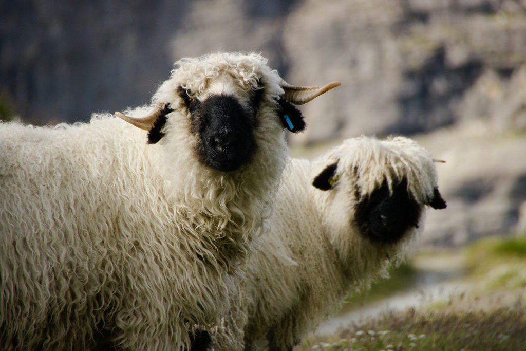 Размножение овец