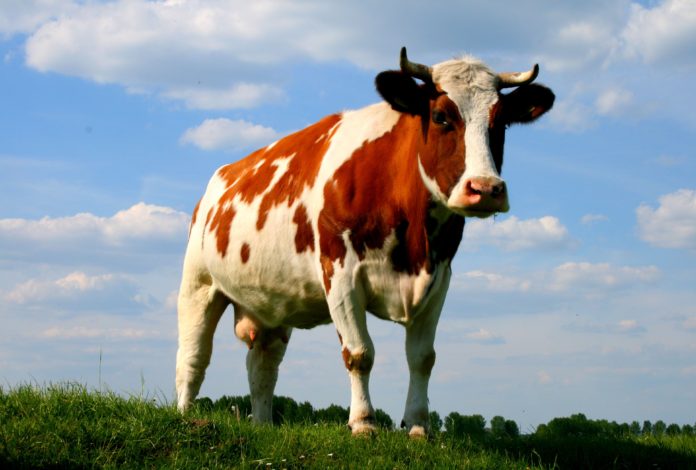 Какую пользу дает корова человеку thumbnail