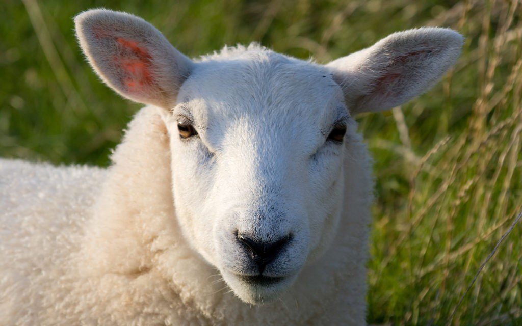 Особенности питания овец