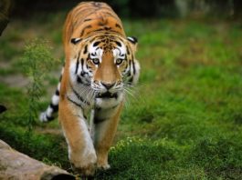 Амурские тигры – одни из наиболее малочисленных среди своих сородичей, численность популяции сегодня едва превышает 500 животных. Меньшее количество сохранилось только для суматранских тигров (до 500 особей) и южно-китайских (практически вымерли, 30 особей). Экологи стараются максимально усиливать охрану этих видов, чтобы предотвратить их полное вымирание.