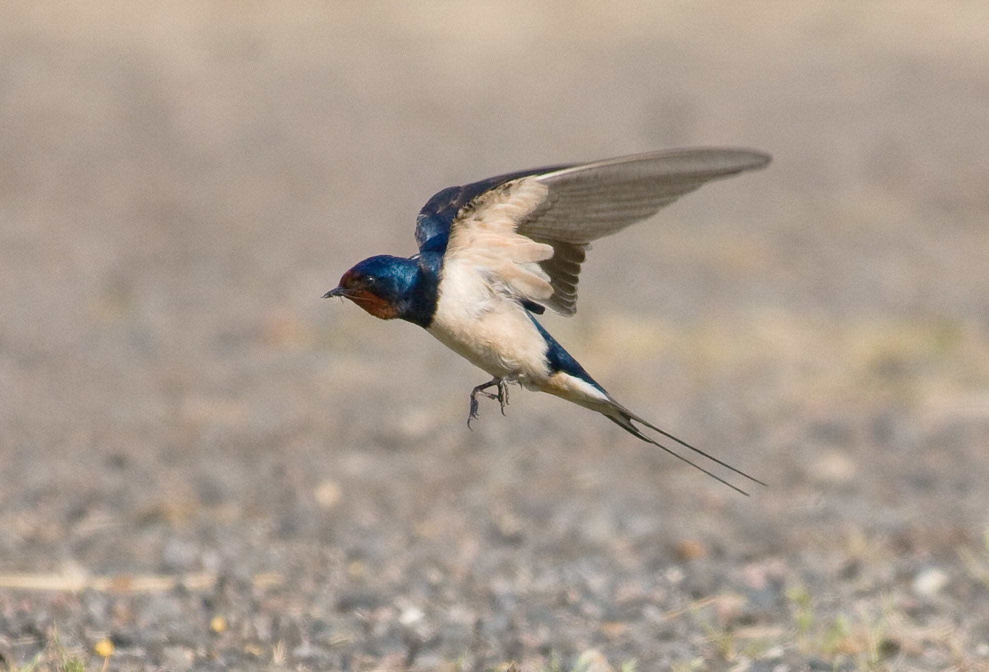 скорость ласточки птицы 