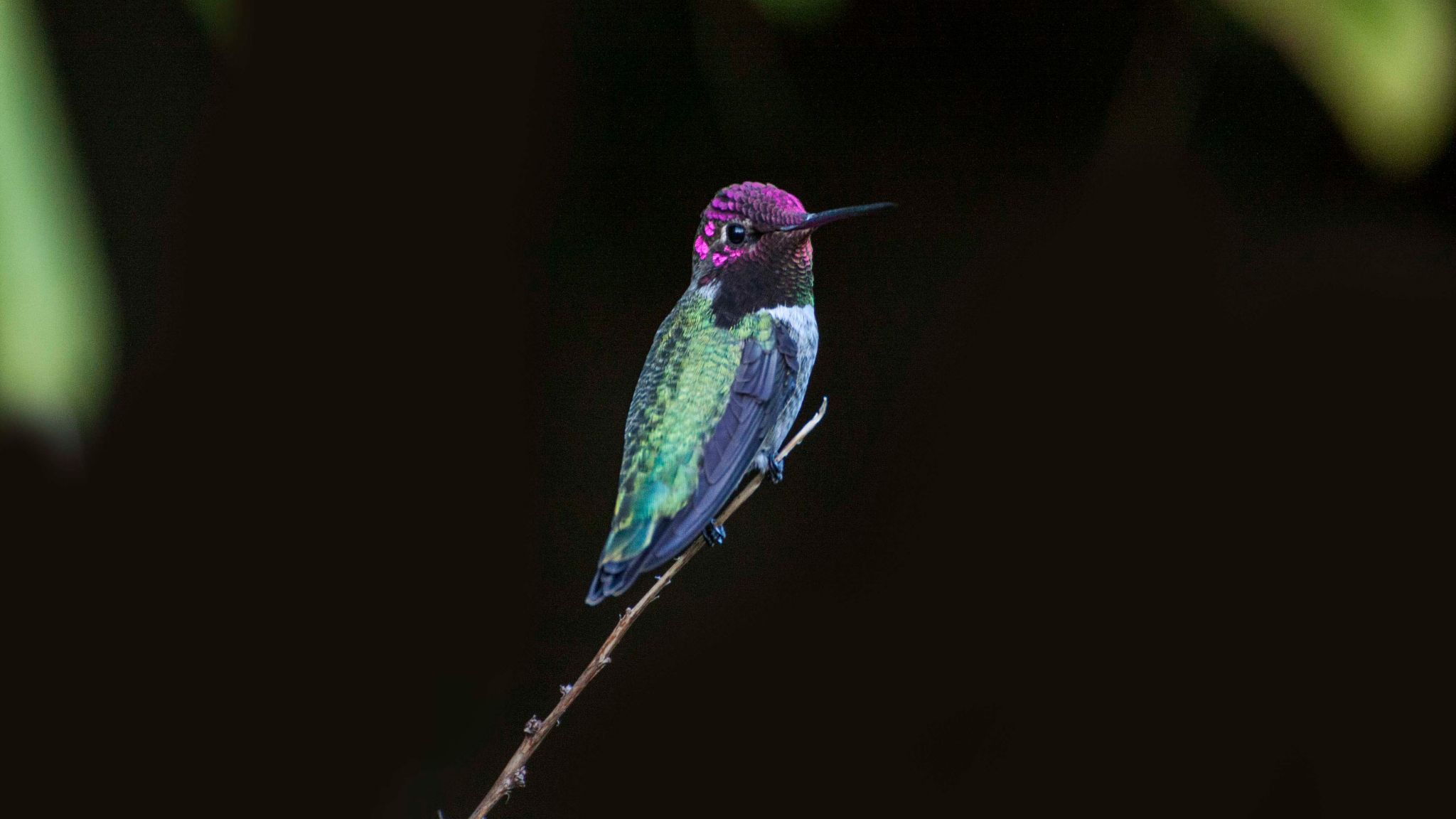 ареал колибри