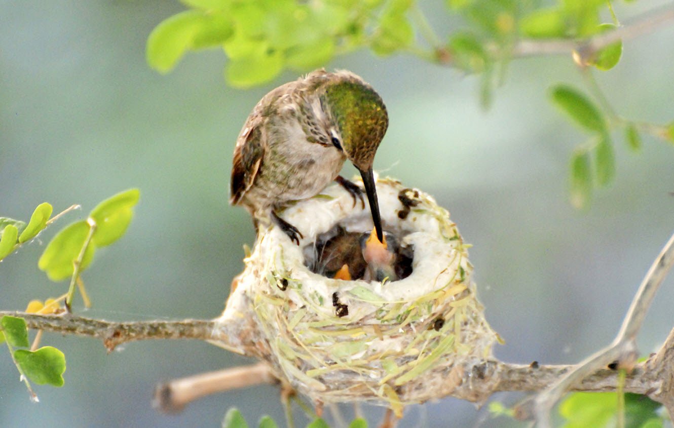 птенец колибри