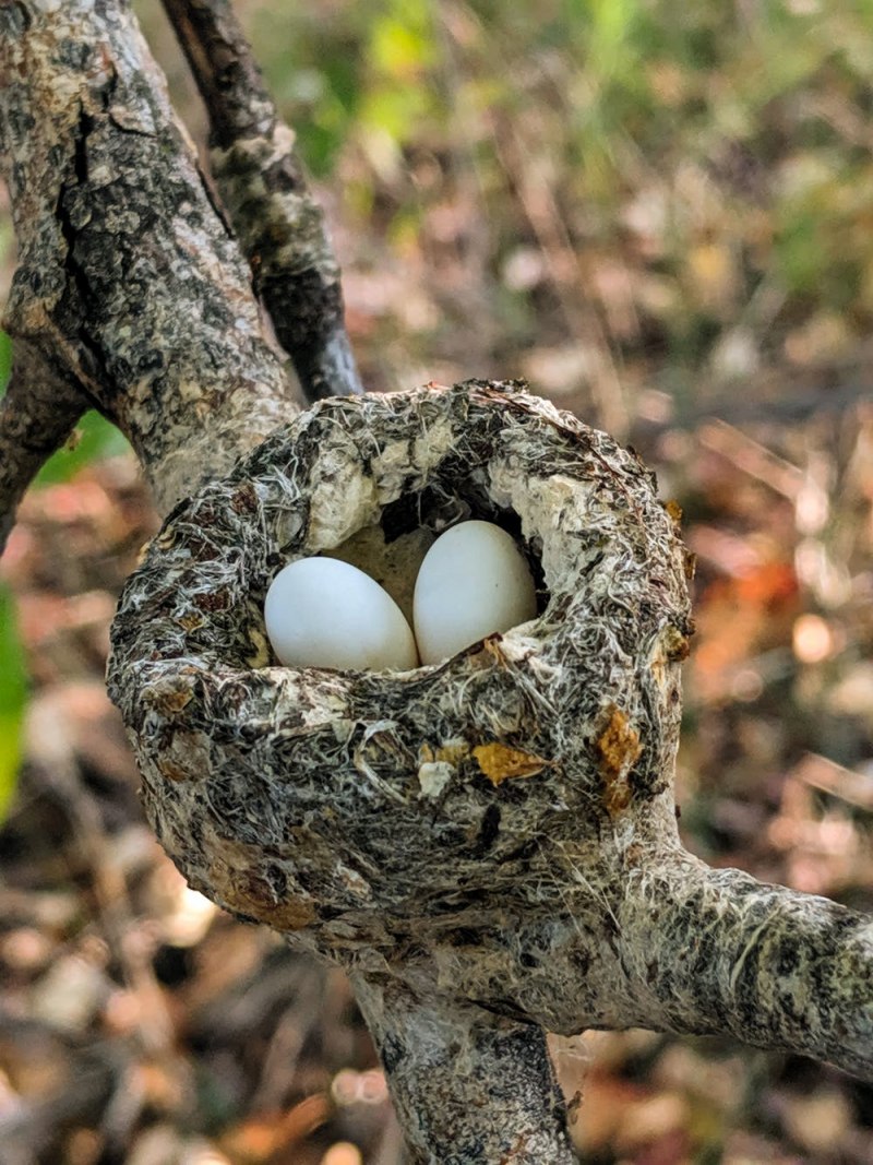 яйца колибри