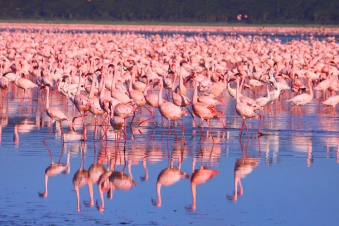 Где обитают фламинго