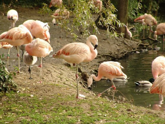 Зачем фламинго стоит на одной ноге