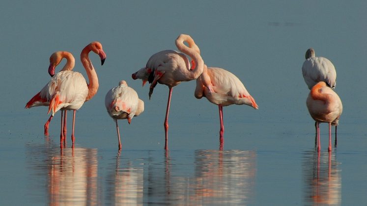 Почему фламинго на одной ноге