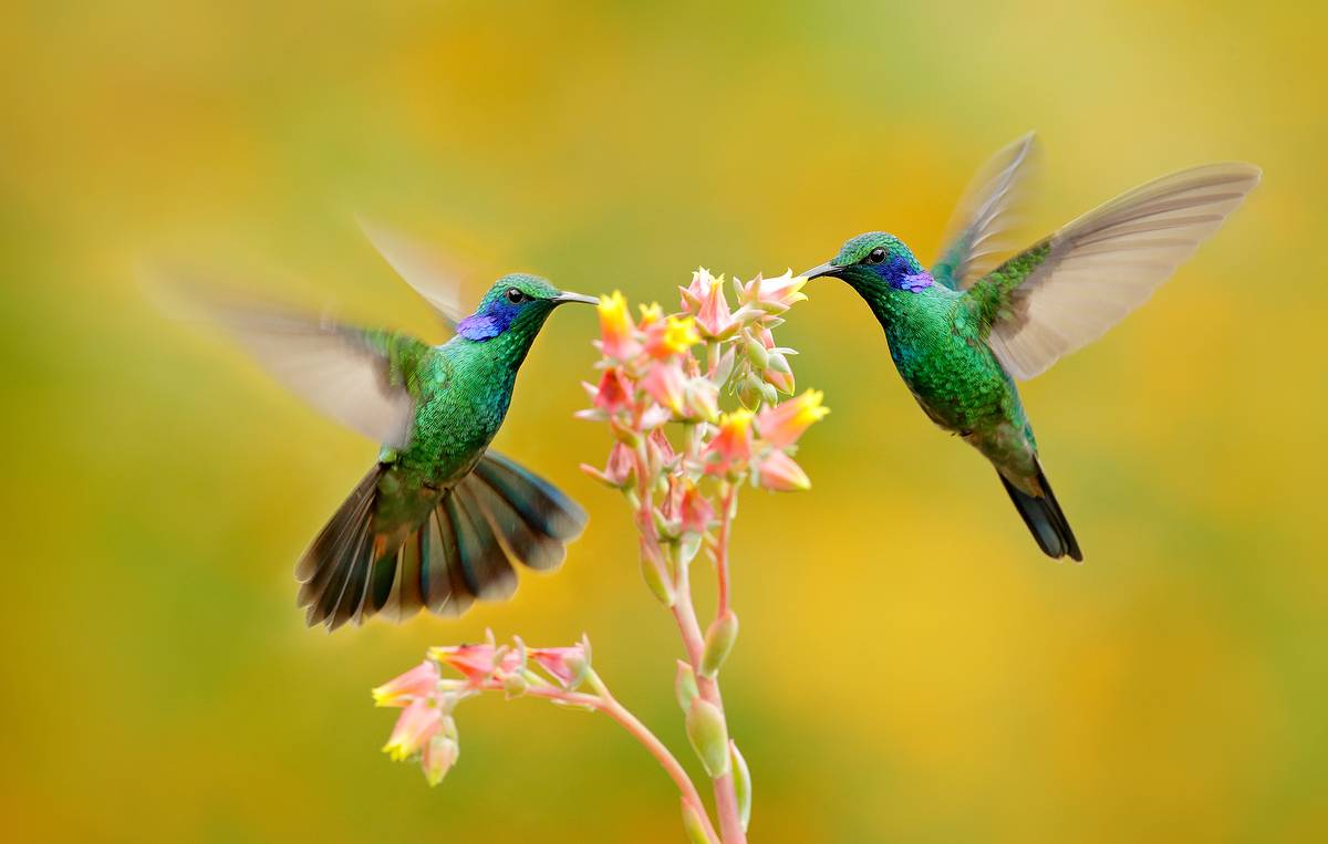 интересные факты о колибри