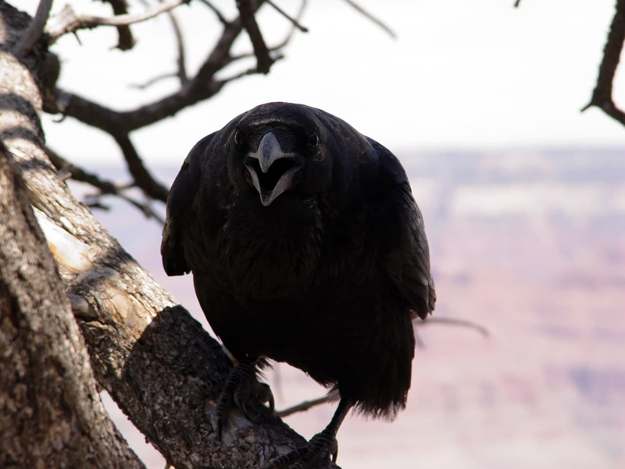 Ворон птица: описание, виды, фото, преметы, интересные факты