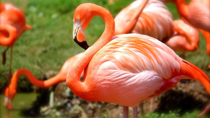 Почему фламинго так назвали