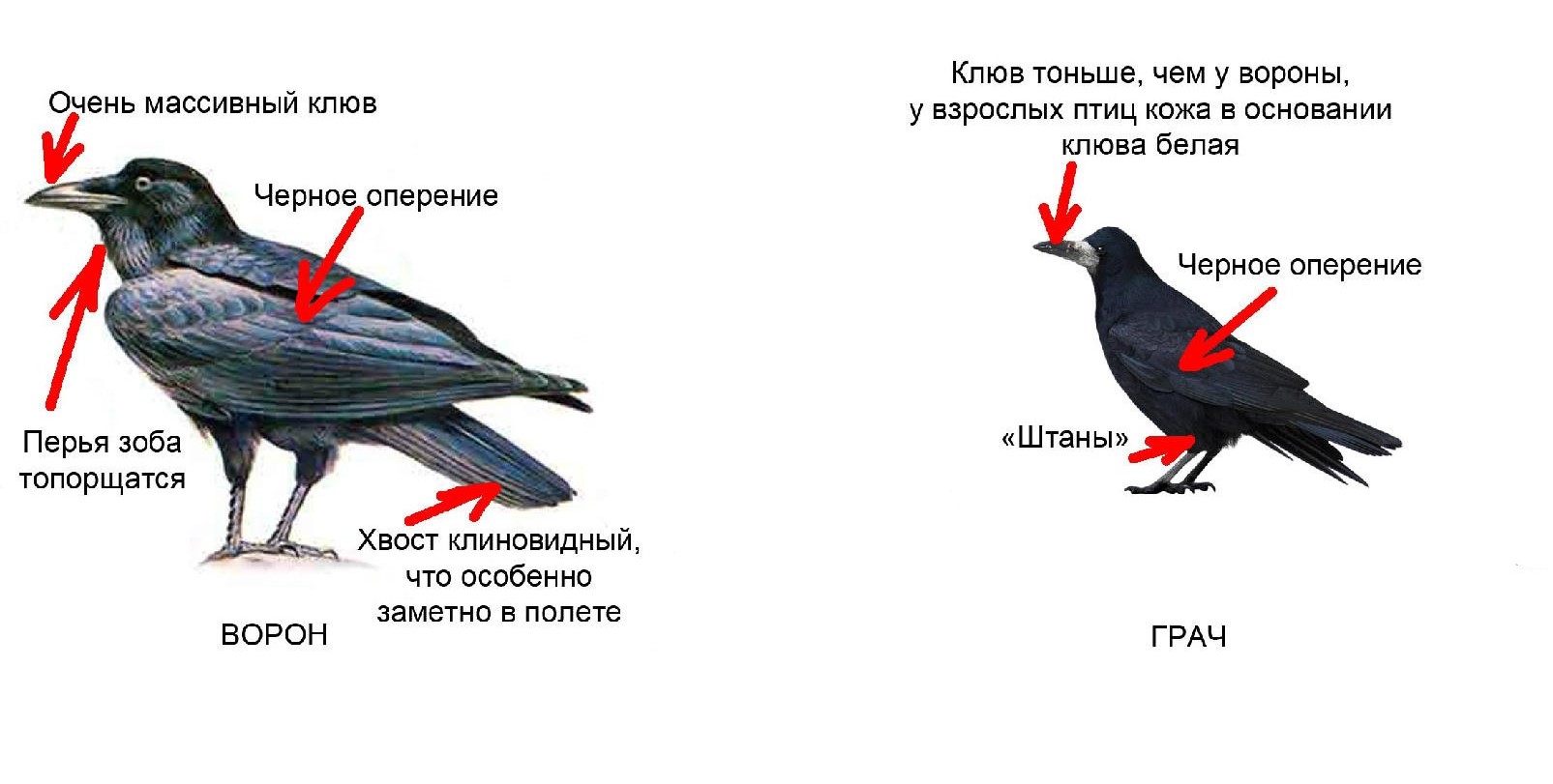 Грач птица: описание, отличие от вороны, чем питается, сколько живет