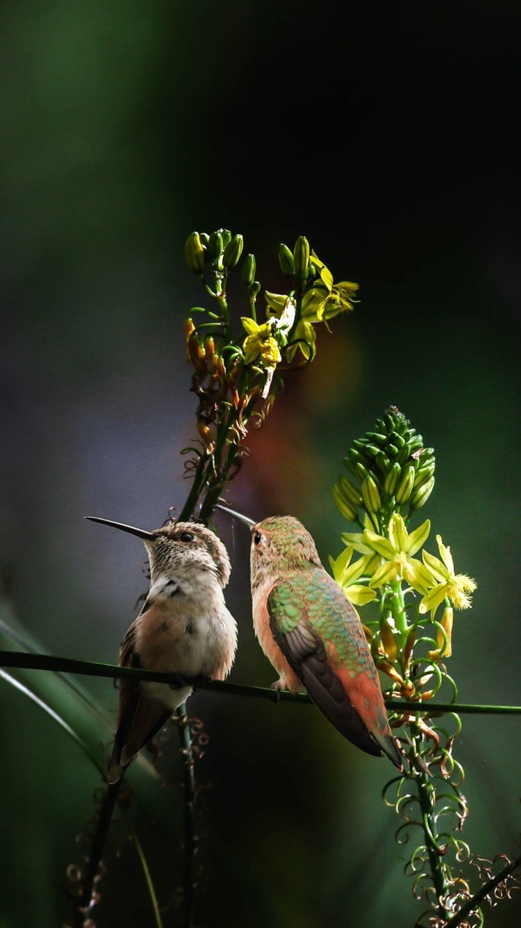 размножение колибри