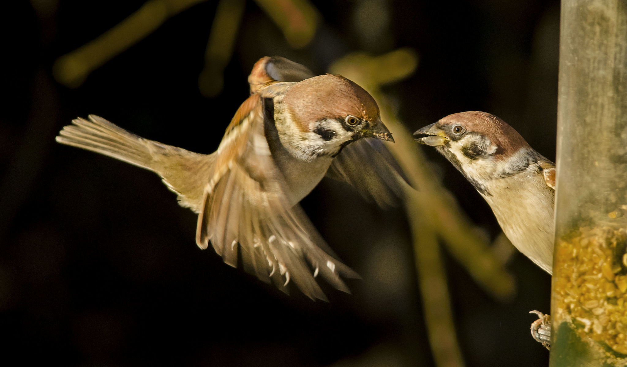 Птица воробей: фото и описание, виды, голос, видео, приметы, интересные  факты