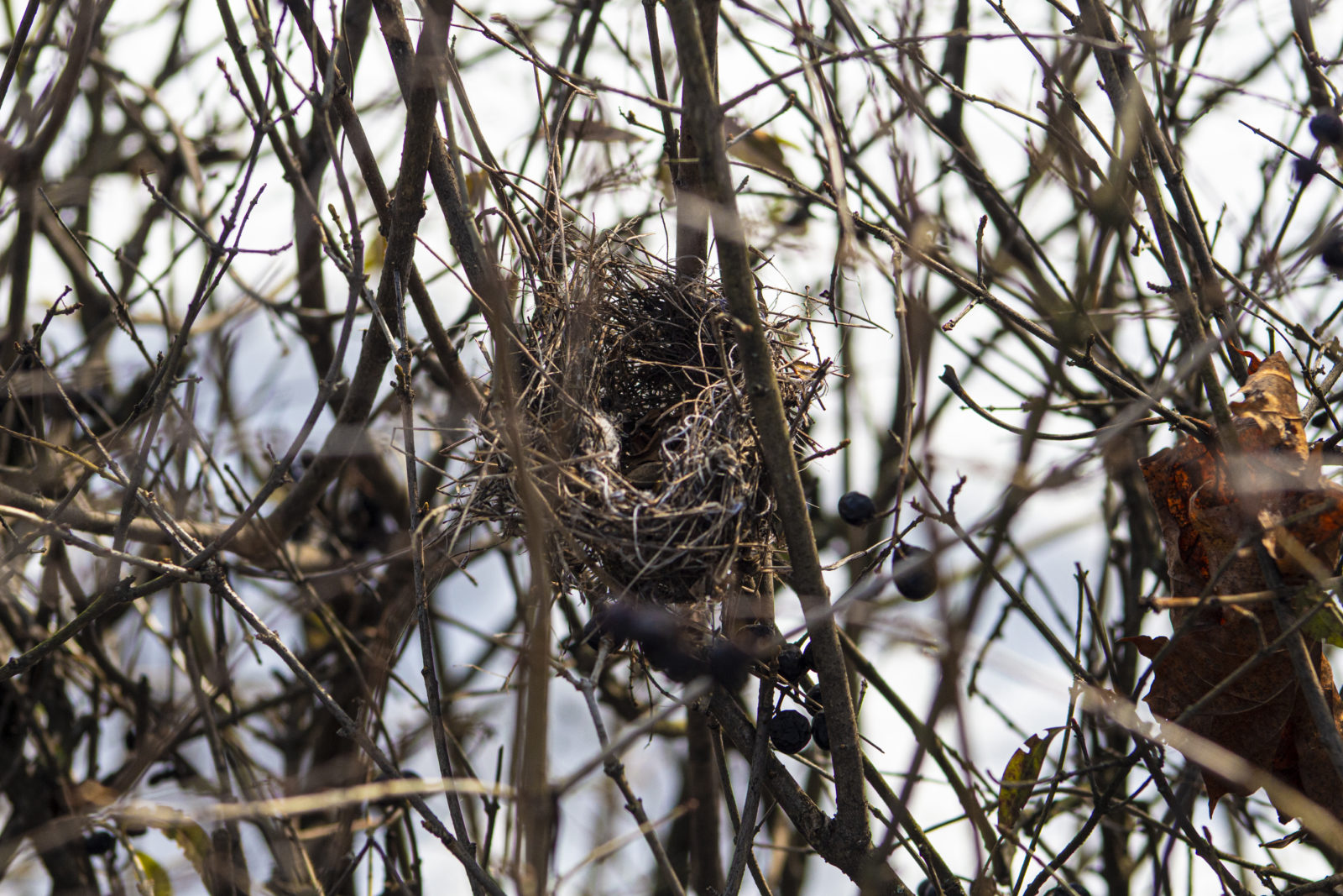 Гнездо воробья фото 