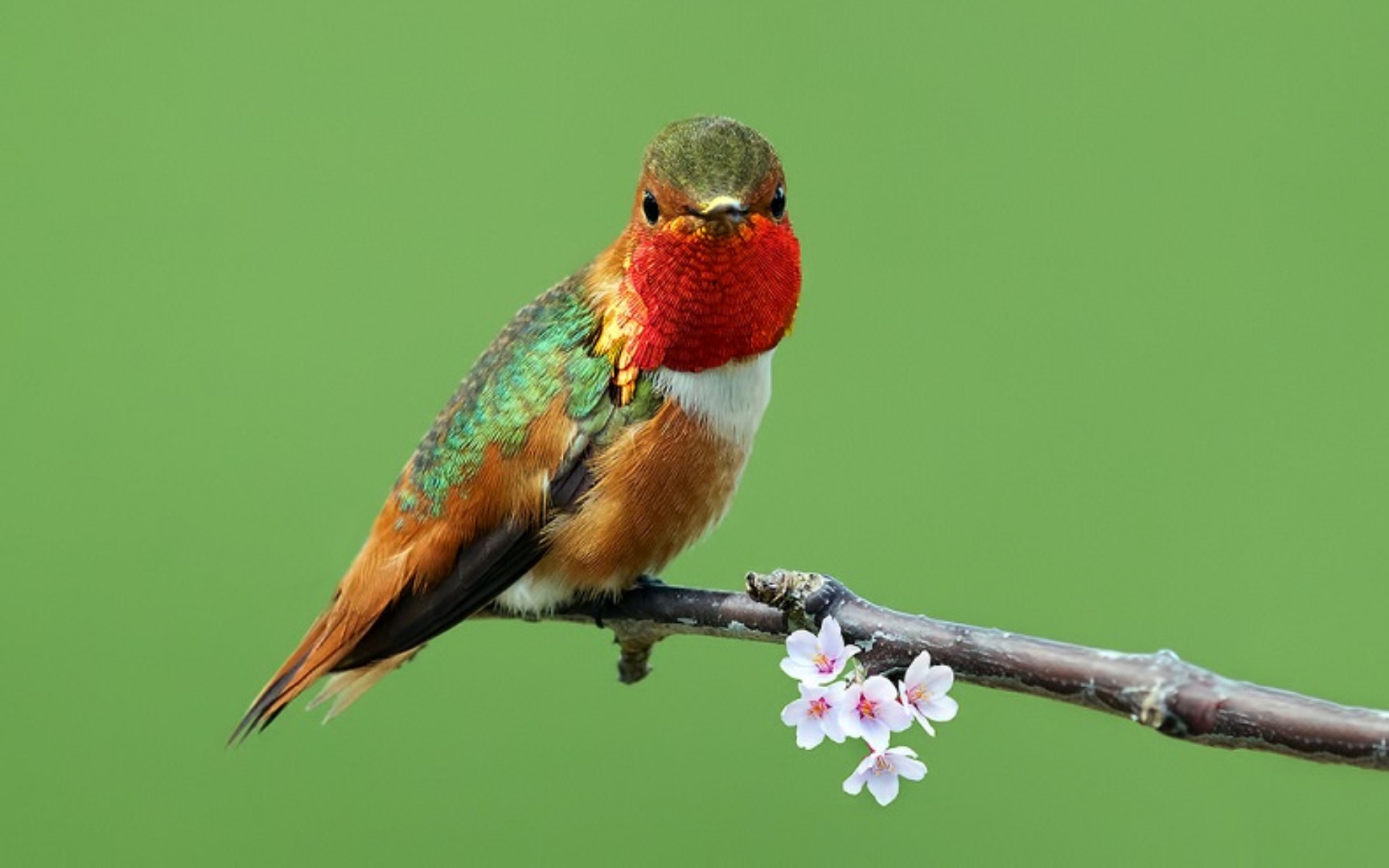 самая маленькая птица колибри