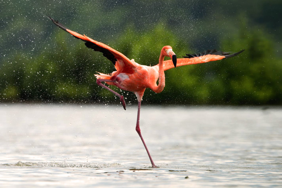 Почему фламинго поджимают ногу