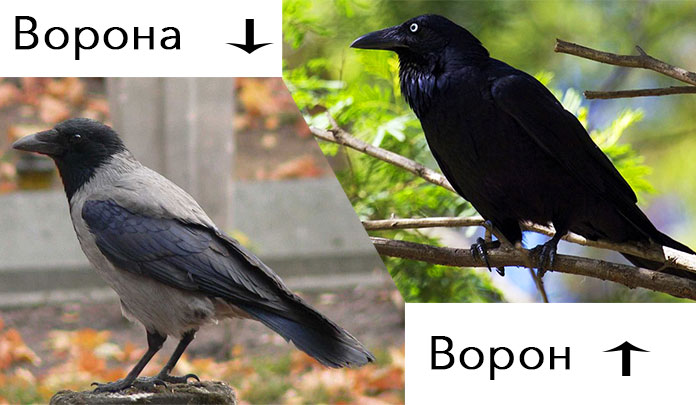 Как отличить грача. Ворон и ворона отличие. Ворон и ворона это разные птицы. Самка ворона.