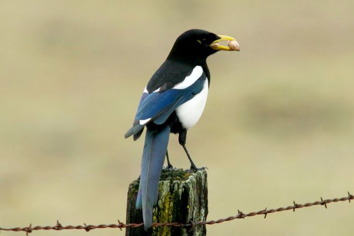magpie yellow billed 2a pic700 700x467 78369