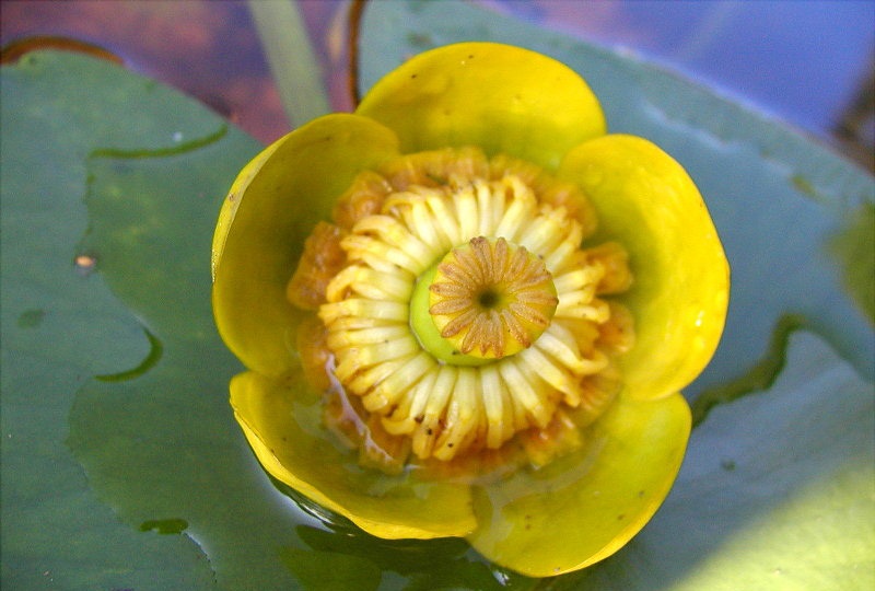 ᐈ Кубышка желтая растение: [фото и описание] где растет, как выглядит