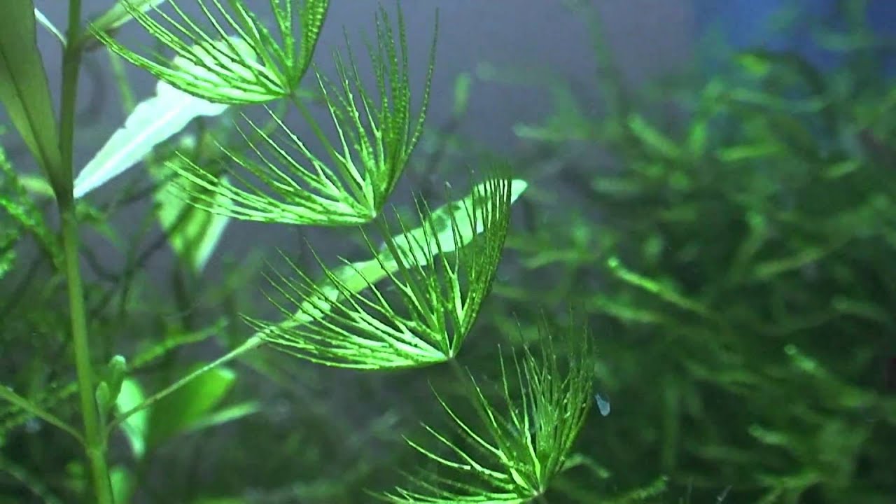 Три вида листьев стрелолиста обыкновенного