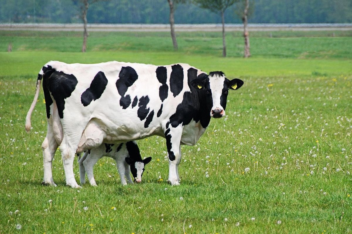 Красивая голштинская корова