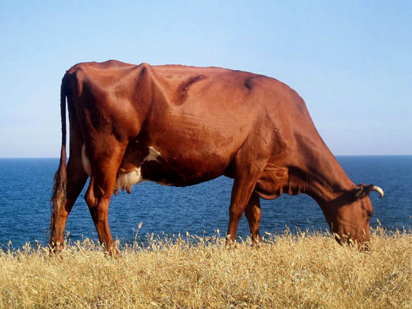 Красно пестрая корова посется на берегу моря