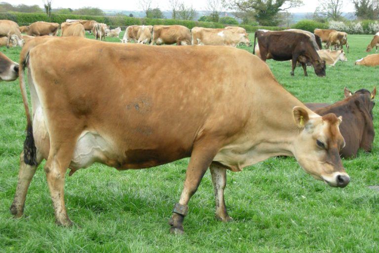 Джерсейская порода коров: [описание породы, фото, уход, преимущества и .