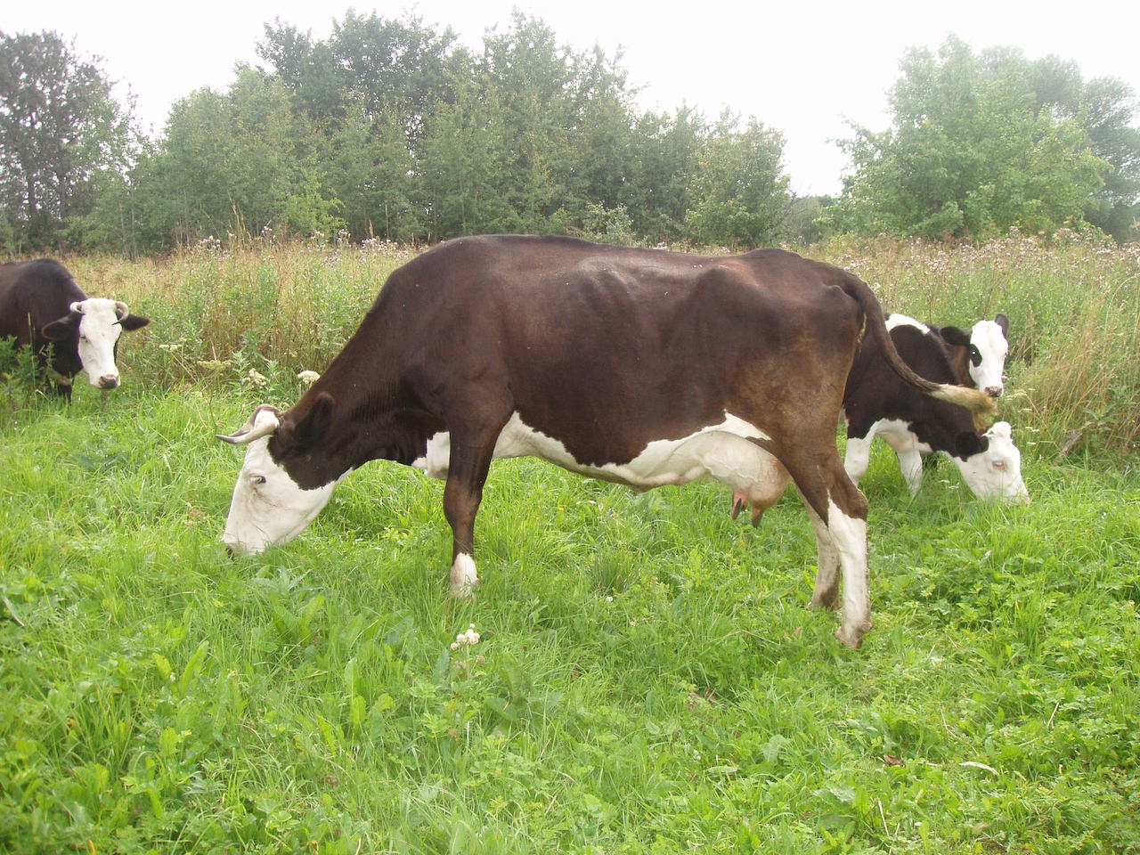 Разведение ярославских коров
