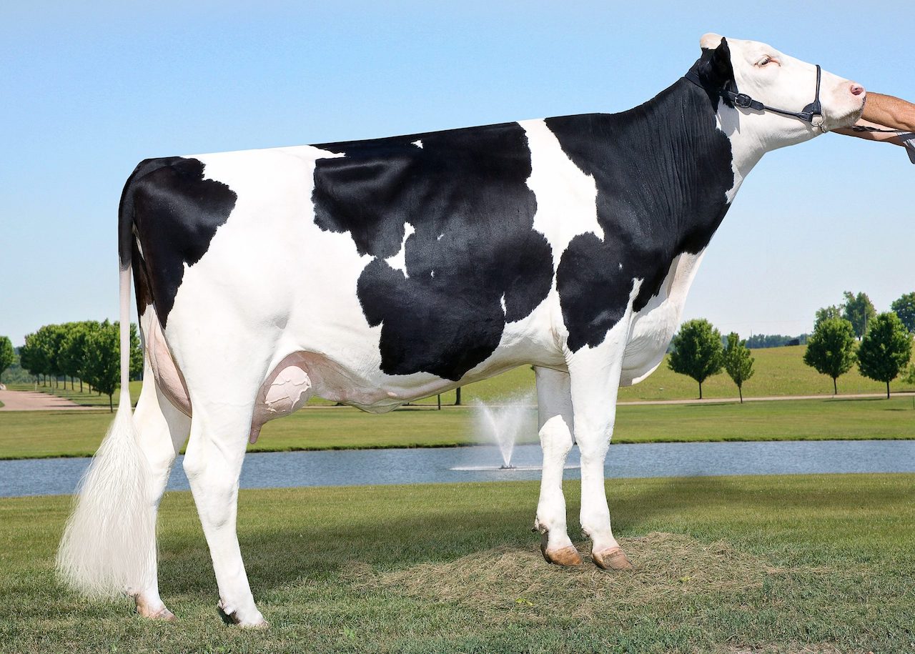 Голштино-фризская порода коровы