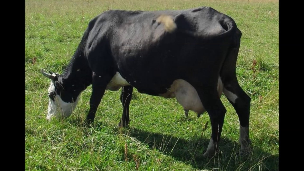 Плюсы и минусы швицкой породы коров
