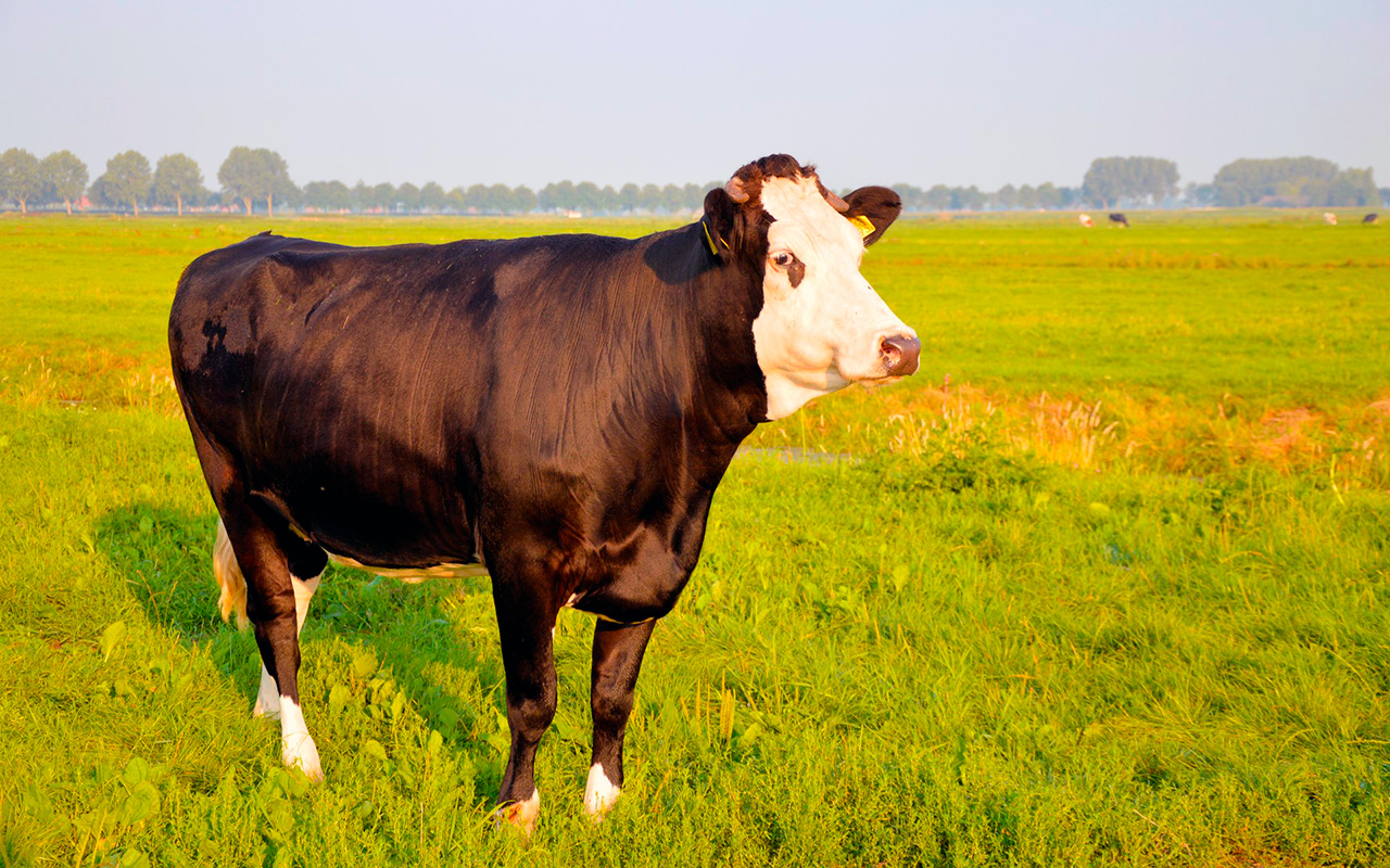 Породы коров с фото и названиями: виды, описания — Bossagro