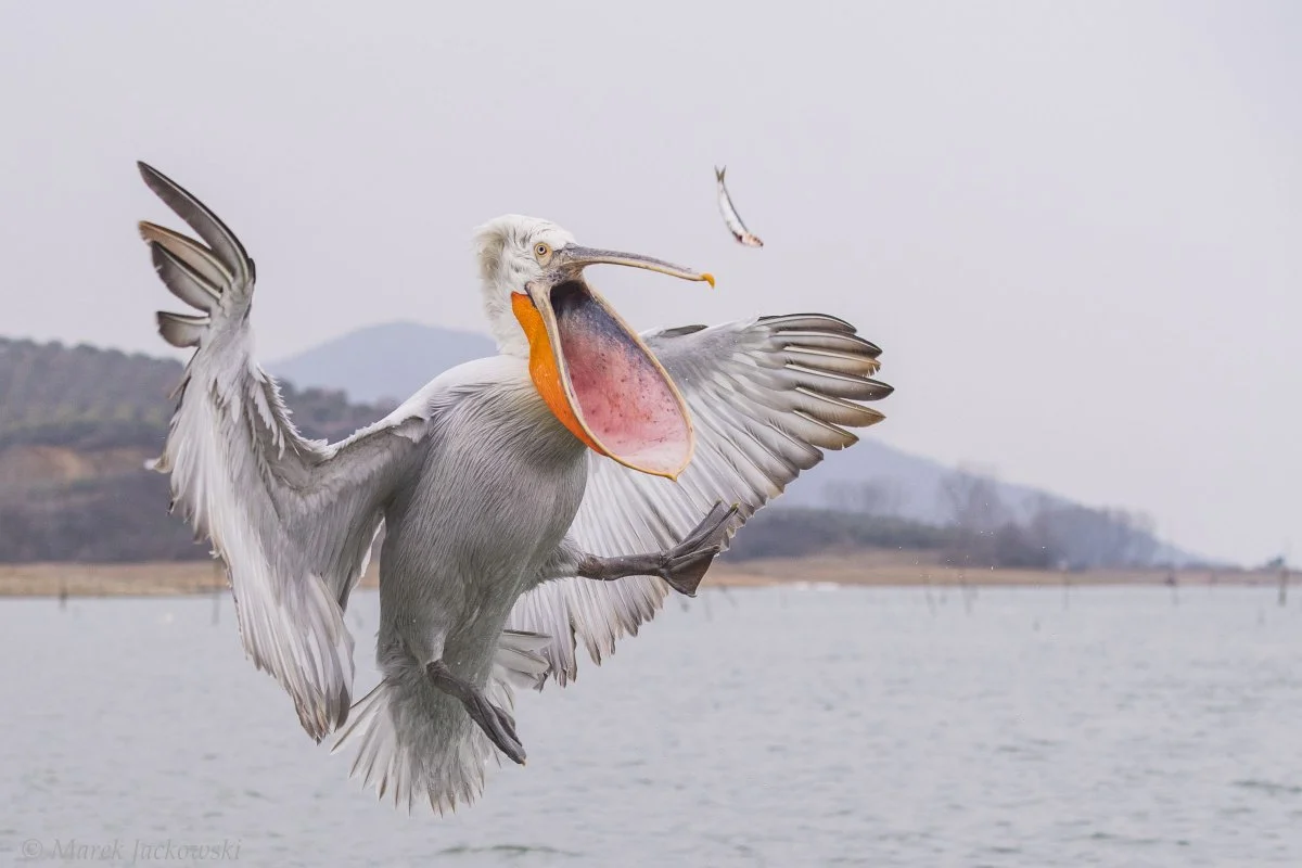 кудрявый пеликан фото