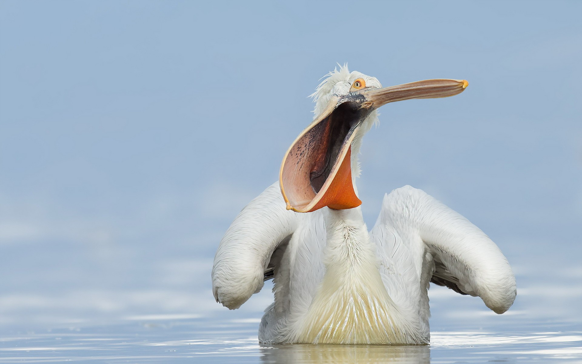 розовый пеликан фото