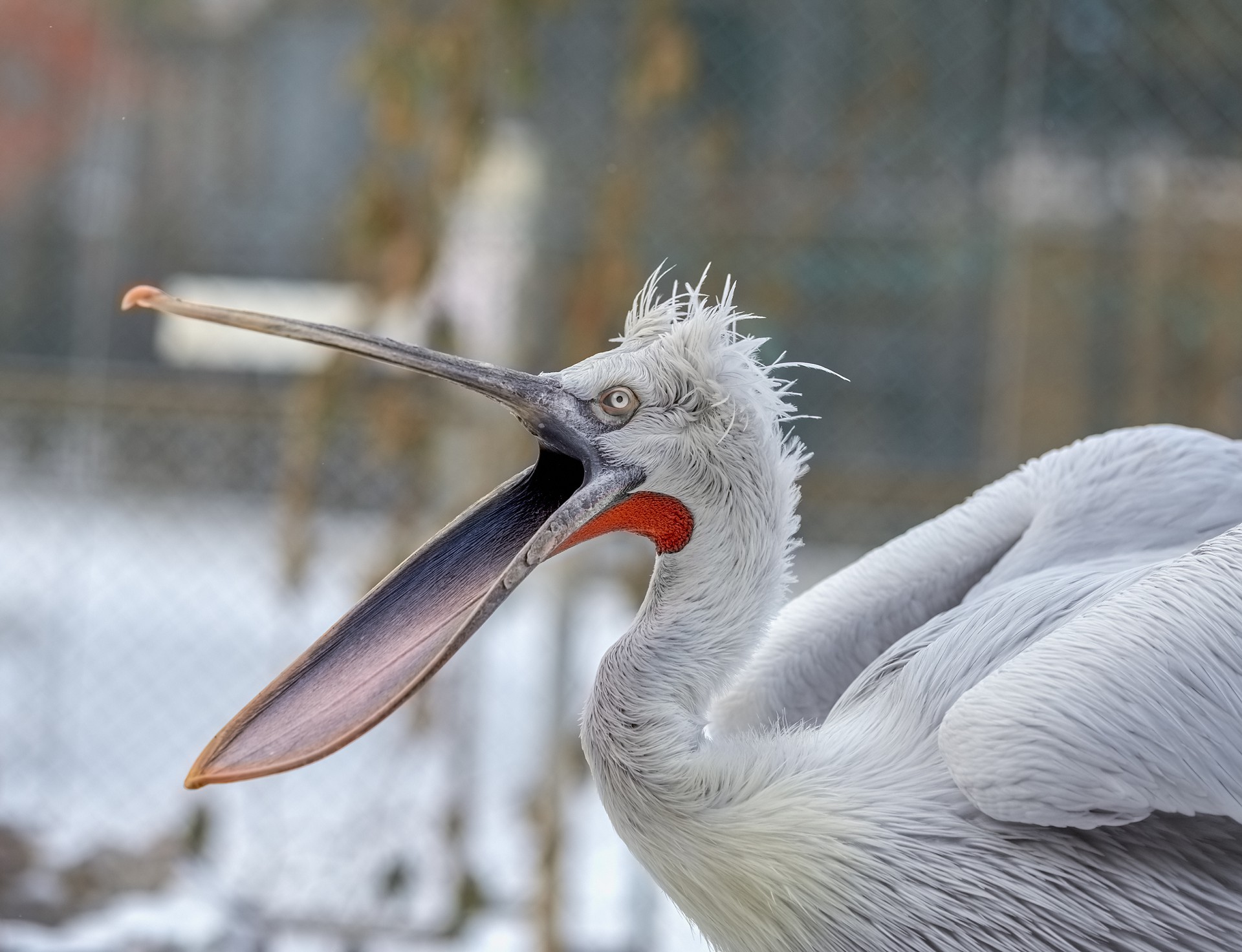 как выглядит кудрявый пеликан