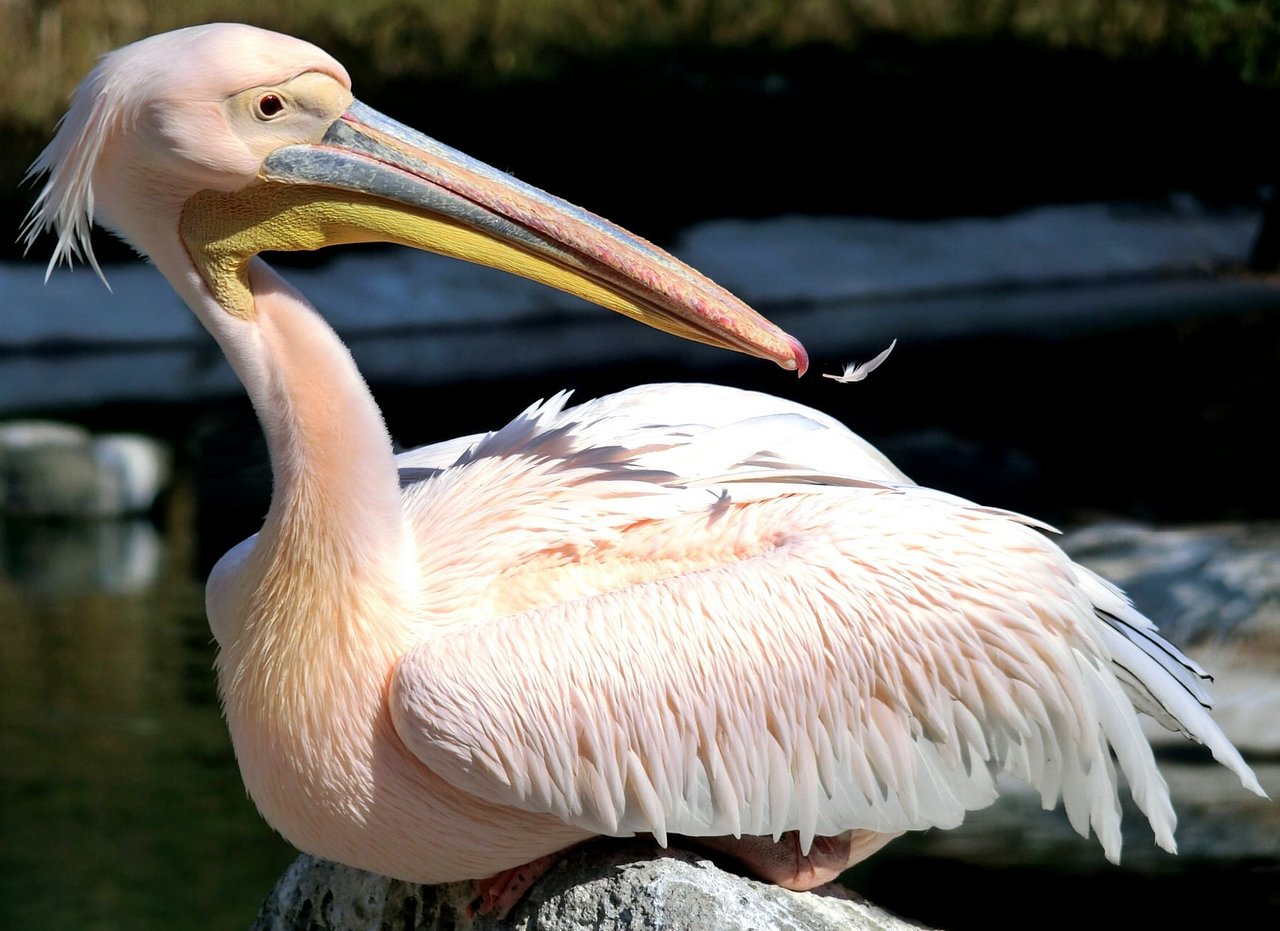 розовый пеликан описание