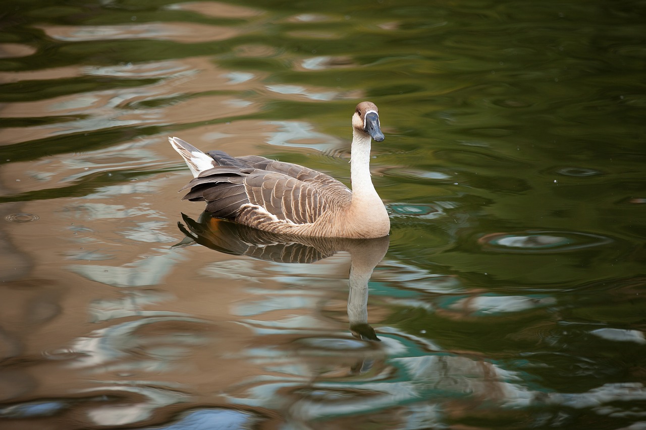 swan goose