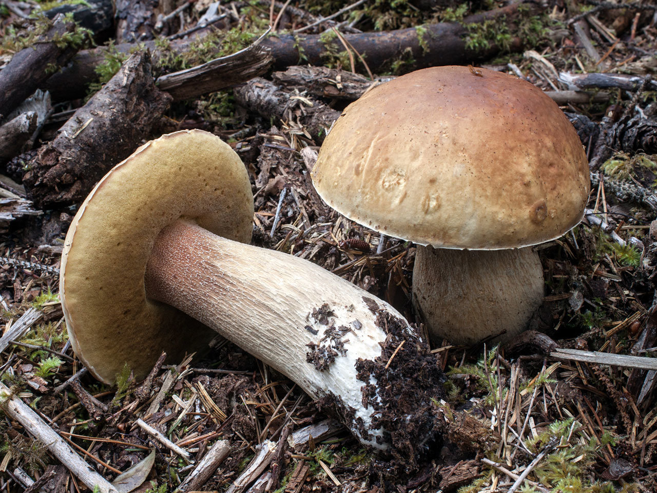 Белый гриб в Алтайском крае