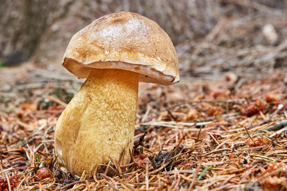 Желчный гриб в Алтайском крае