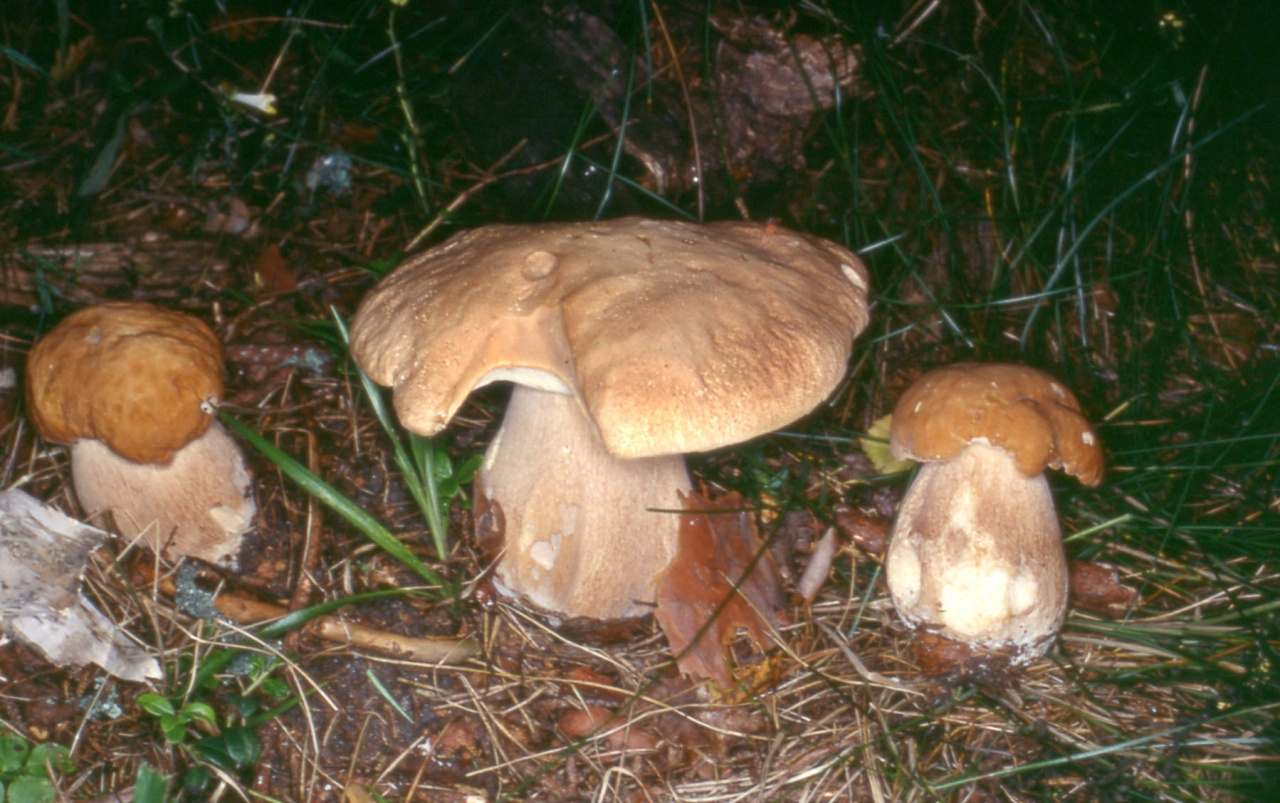 Белый гриб березовый в Подмосковье фото