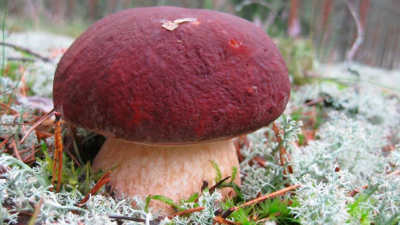 Белый гриб боровой в Подмосковье фото