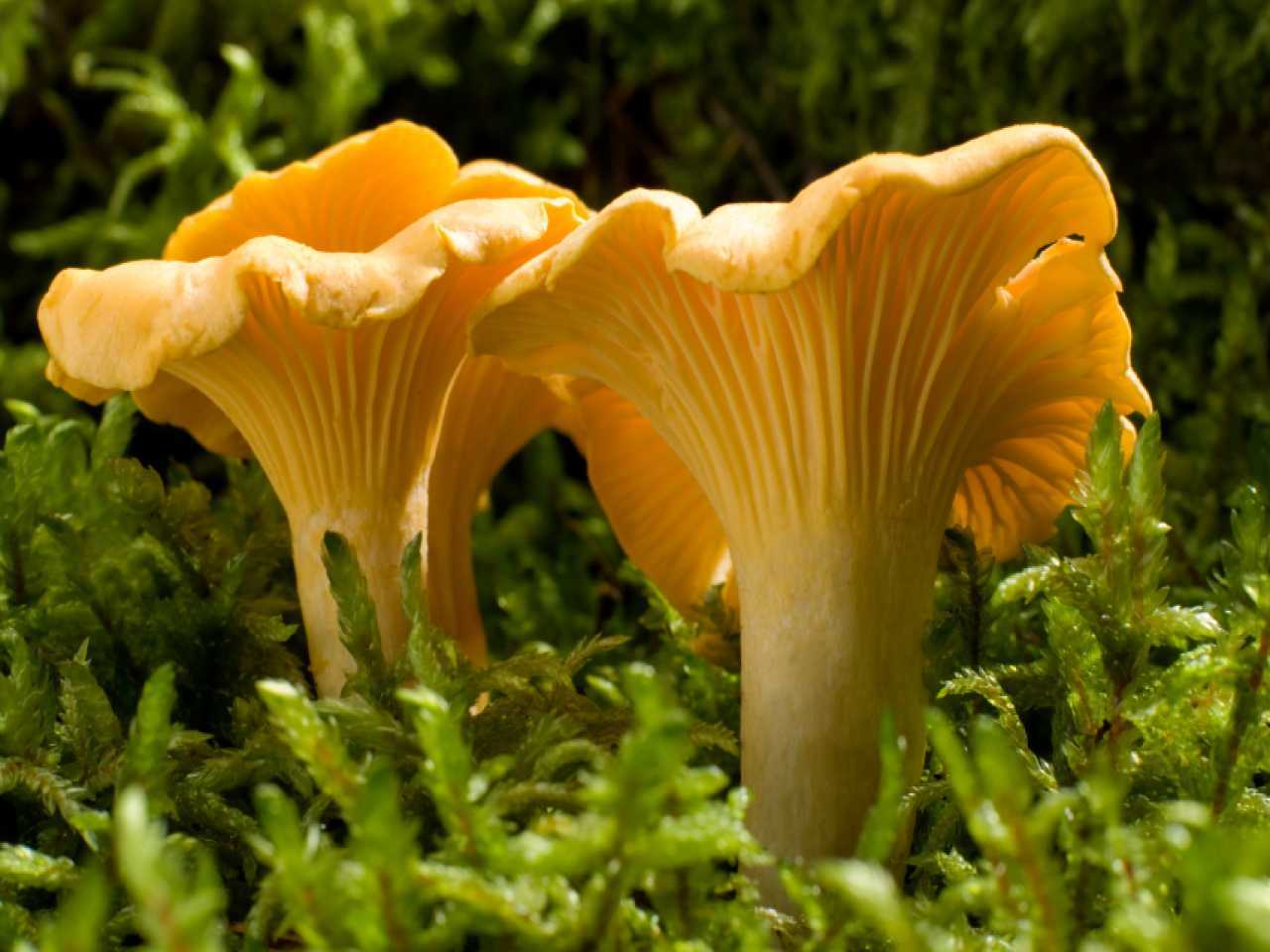 лисичка род грибов
