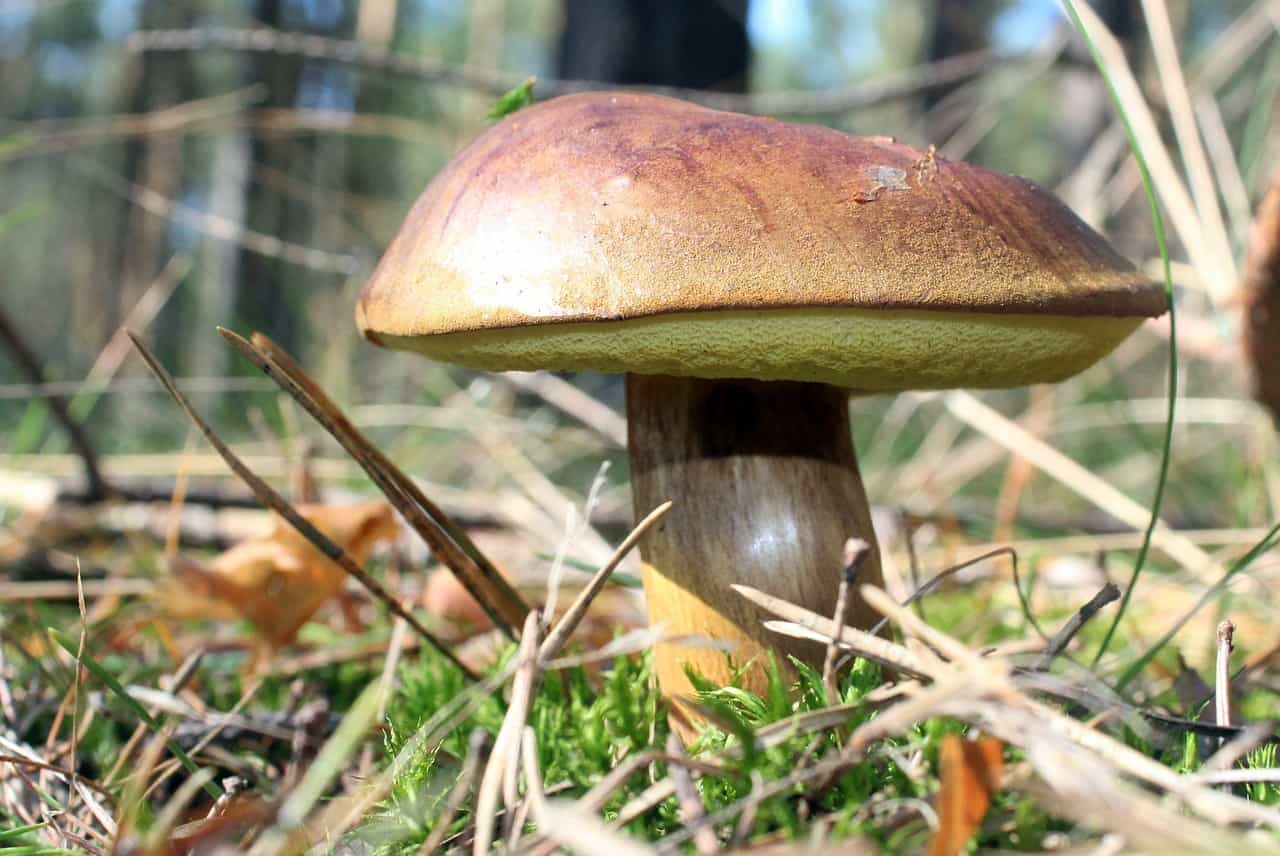 Польский гриб в Ленинградской области фото