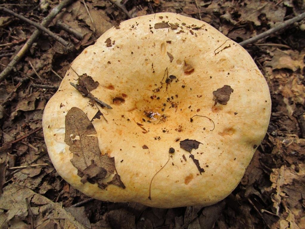 Груздь дубовый в Краснодарском крае и Адыгеи фото