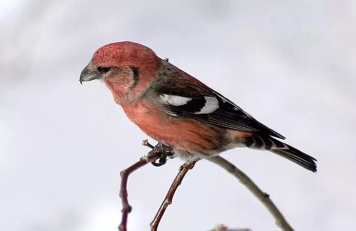 Клест птица (Loxia): виды, описание, места обитания, самец и самка, фото
