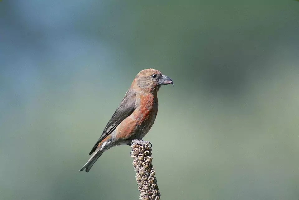 Клест птица (Loxia): виды, описание, места обитания, самец и самка, фото