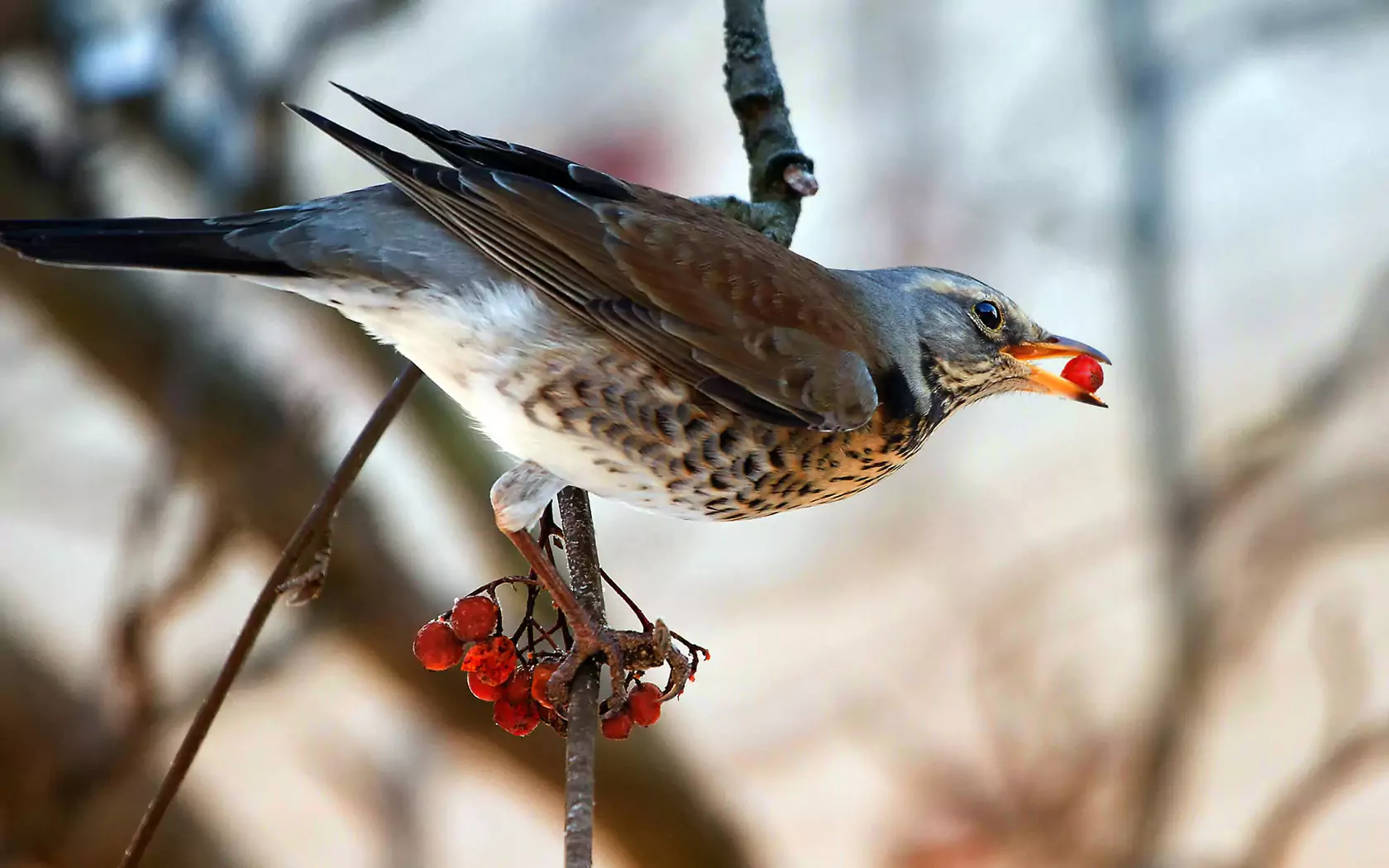 ᐈ Птица Дрозд: [фото и описание] самец и самка, как выглядят дрозды, виды,  голос